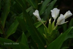 Hedychium coronarium